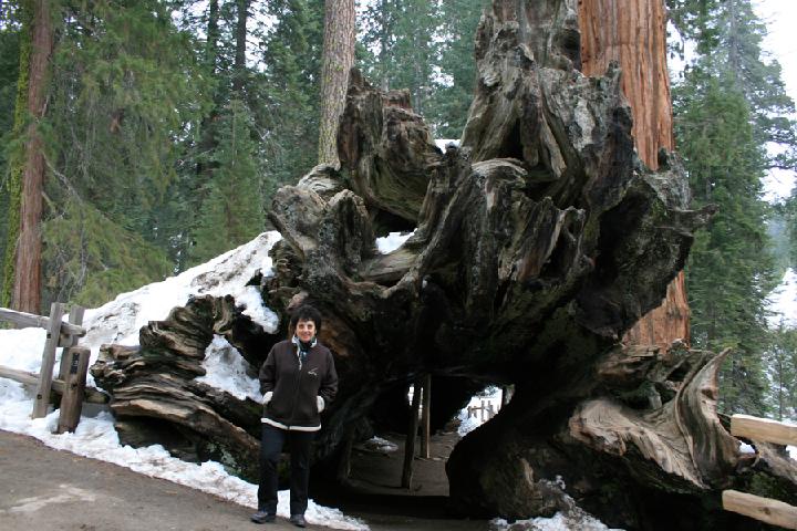 20-Sequoia 0010.JPG